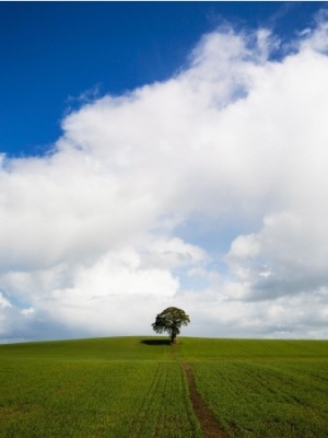 Oak Tree in Arable Field, Near Carlow, Co Carlow, Ireland