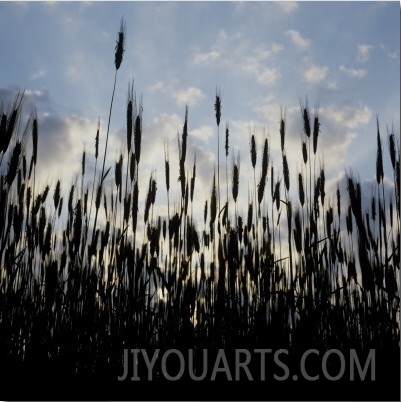 Silhouette of Corn Crops in a Field