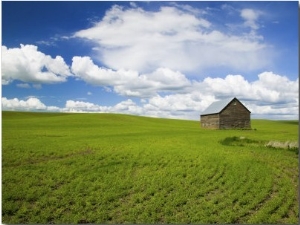 Spring Lentil Crop and Old Barn, Idaho, USA