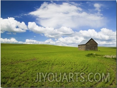 Spring Lentil Crop and Old Barn, Idaho, USA