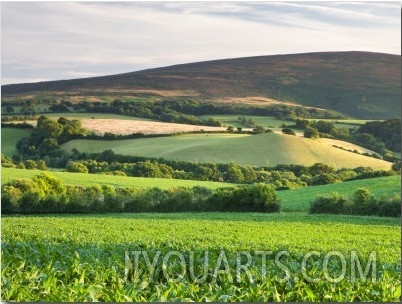 Summer Crop Field Near Tivington, Exmoor National Park, Somerset, England, United Kingdom, Europe