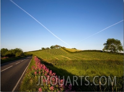 Valerian Wildflowers at the Roadside, Near Strangford, County Down, Ireland