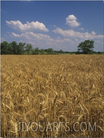 Wheat Field Ready for Harvest