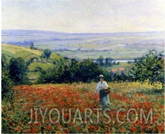 In the Poppy Field