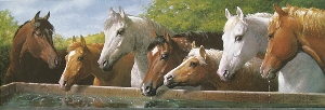 horses drinking water