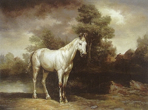 white horse in the wild