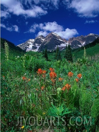 Wild Flowers and Mountain Maroon Bell, CO