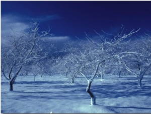 Orchard in Winter