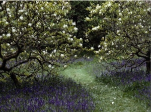 Flowering Trees Amid a Meadow Full of Wildflowers