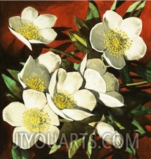 Christmas Roses