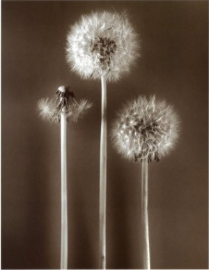 Dandelion Three