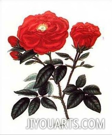 Rosa Gallica