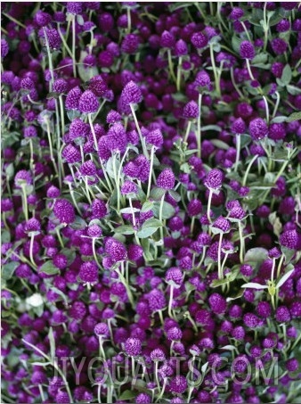 Flowers to Decorate Graves and Altars for Day of the Dead at Market in Atlixco, Mexico