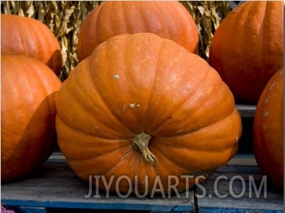 Giant Pumpkins Await Halloween Buyers