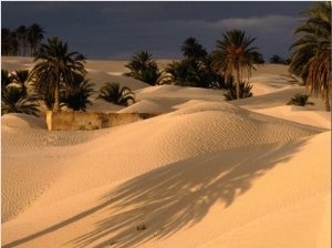 Palm Trees and Sand Dunes, Douz, Tunisia