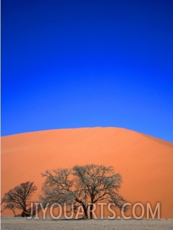 Tree and Sand Dune, Namib Desert Park, Namibia