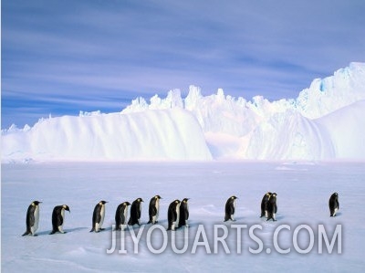 Emperor Penguins, Cape Darnley, Australian Antarctic Territory, Antarctica2