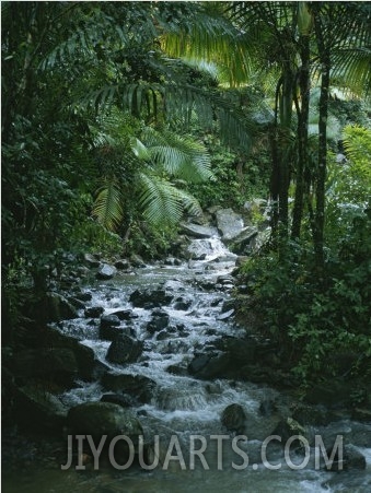 A View of a Tropical Stream in El Yunque, Puerto Rico