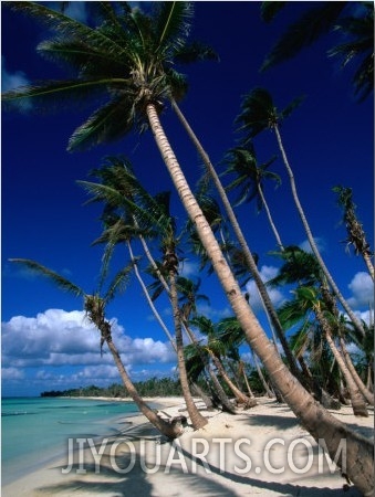 Palm Tree Lined Beach, La Romana, La Romana, Dominican Republic