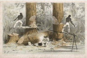 Felling Mahogany in Central America (Or Perhaps Guyana)