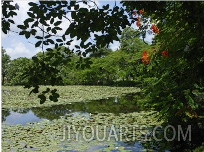 Laguna Del Tesoro (Treasure Lagoon), Zapata Peninsula, Matanzas, Cuba, West Indies, Central America