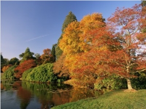 Acer Trees in Autumn, Sheffield Park, Sussex, England, United Kingdom