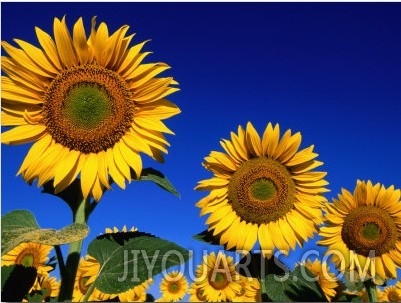 Detail of Sunflowers, Tuscany, Italy