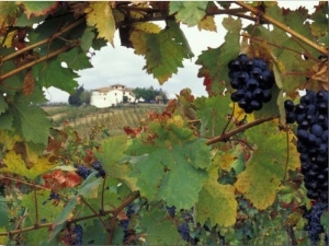 Farmhouse View Through Grapevine, Tuscany, Italy