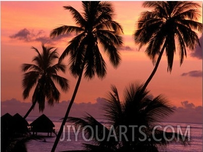 Coconut Trees at Dusk, French Polynesia