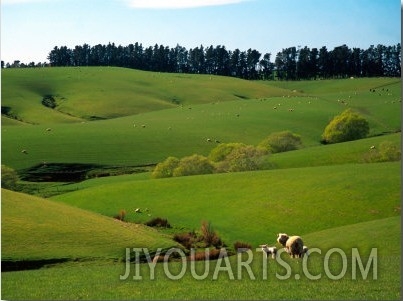 Farmland Near Clinton, New Zealand