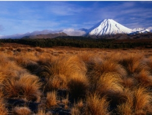 Mt. Ngauruhoe Through Grassy Landscape, Tongariro National Park, Manawatu Wanganui, New Zealand