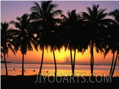 Palm Trees at Sunset, Cook Islands