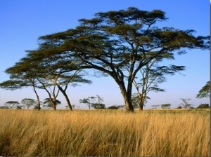 Acacia Trees on Serengeti Plains, Serengeti National Park, Tanzania