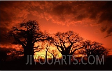 Baines Baobabs, Botswana