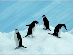 South Orkney Islands, Laurie Island, Chinstrap and Adelie, Antarctica