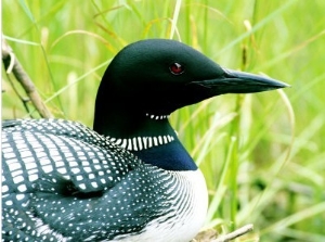 Common Loon on Nest, Quebec, Canada