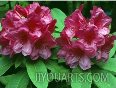 Detail of Azaleas in Bloom, British Columbia, Canada