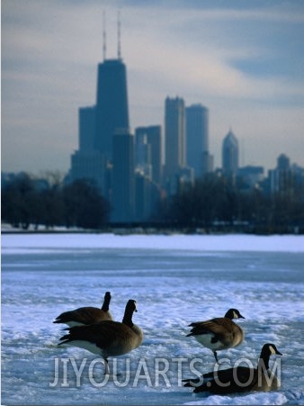 Four Canada Geese on Frozen Lagoon with North Loop Skyline in Background, Chicago, USA