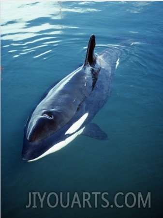 Killer Whale (Orcinus Orca) Breaking Surface , Vancouver Island, British Columbia, Canada