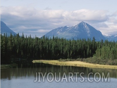 Landscape of Pine Trees Along Kluane Lake in Yukon, Canada