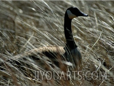 Nesting Canada Goose at Jamaica Bay Wildlife Refuge