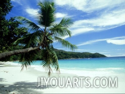 Coconut Palm on Beach, Seychelles