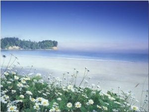 Daisies along Crescent Beach, Olympic National Park, Washington, USA