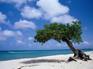 Divi Divi Tree, Aruba