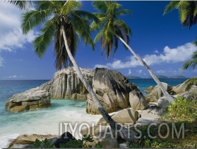 A Beach and Palm Trees on La Digue Island