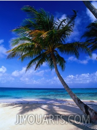 A Palm Tree Bends to the Caribbean Sea on a Key in the San Blas Islands, San Blas, Panama