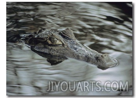 A Spectacled Caiman Swims Through a Stream in Venezuela