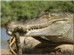 A Spectacled Caiman Eats an Anaconda in Venezuela