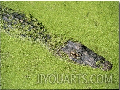 An American Alligator Glides Through Duckweed Covered Waters