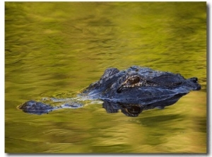 American Alligator at an Alligator Farm, St. Augustine, Florida, USA